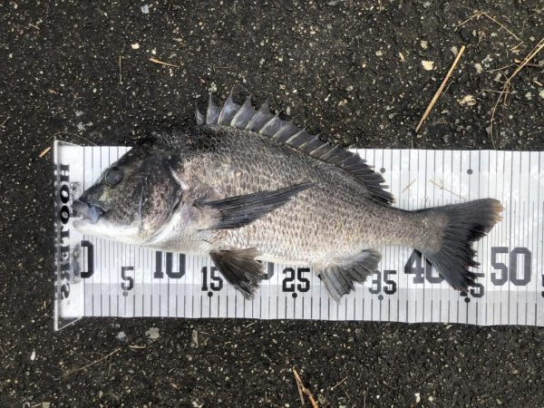 イチノ兄弟、釣果！