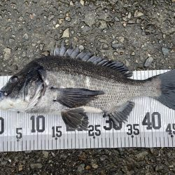 イチノ兄弟、釣果！