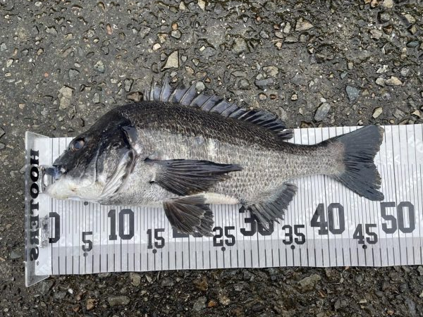 イチノ兄弟、釣果！