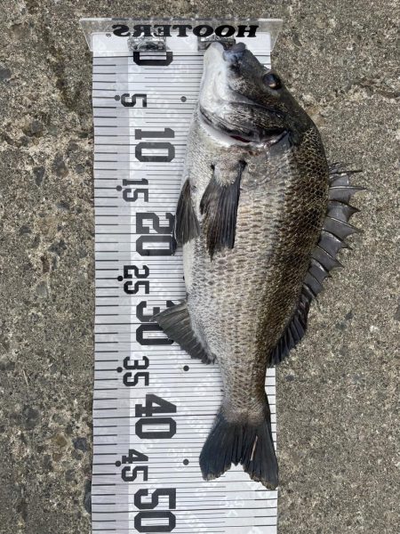 イチノ兄弟、釣果!