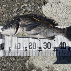 イチノ兄弟、釣果!