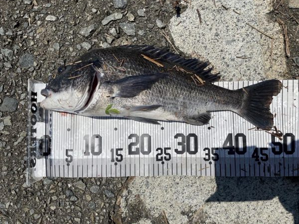 イチノ兄弟、釣果！