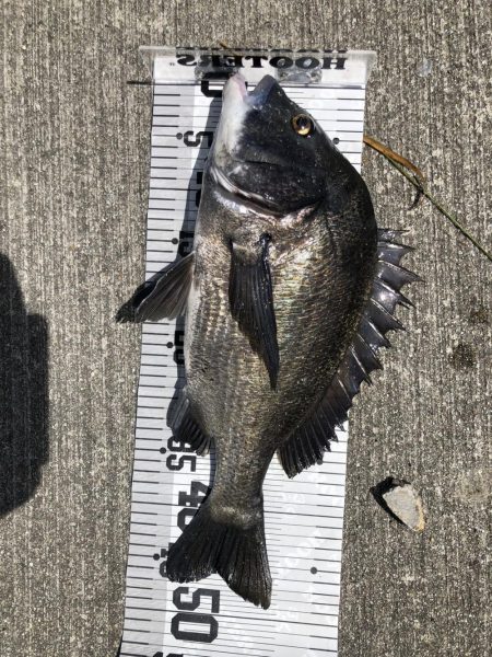 イチノ兄弟、釣果！