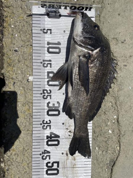 イチノ兄弟、釣果!