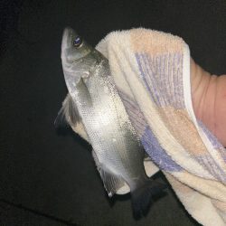 雨のちガッシー時々セイゴ