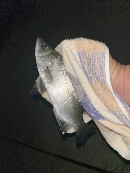 雨のちガッシー時々セイゴ