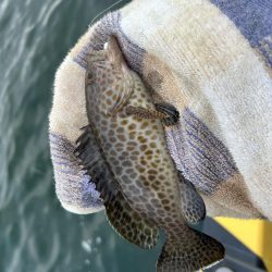 小マゴチのちミニオオモン