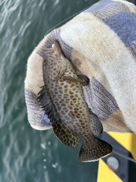 小マゴチのちミニオオモン