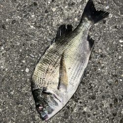 キビレリベンジ!