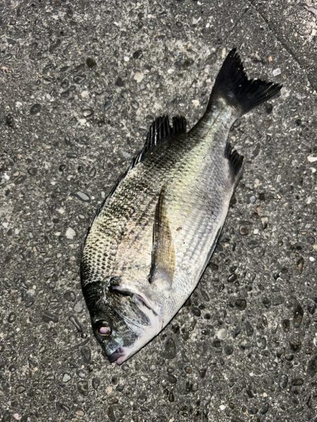 キビレリベンジ!