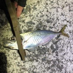 暑すぎアジング