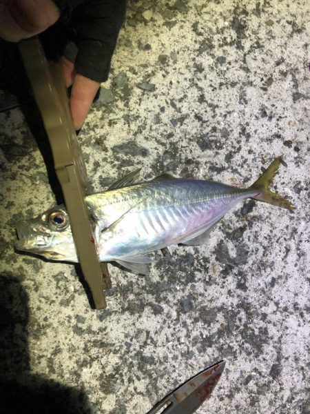 暑すぎアジング