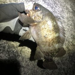 朝マズメだけ〜