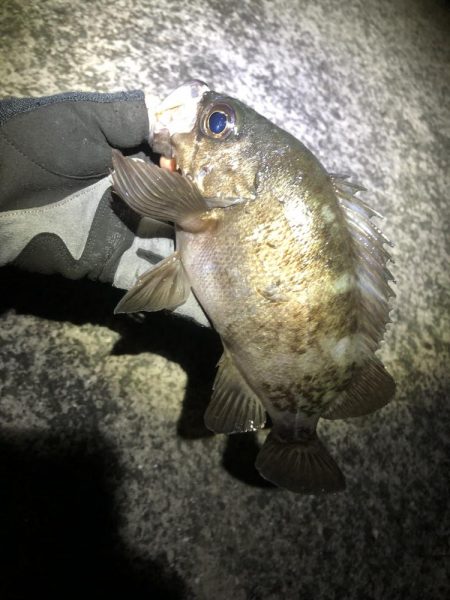 朝マズメだけ〜