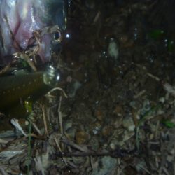 梅雨明けの淡水魚