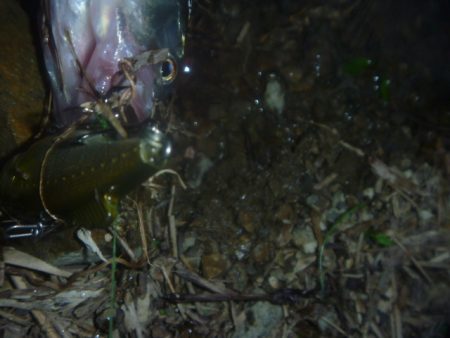 梅雨明けの淡水魚