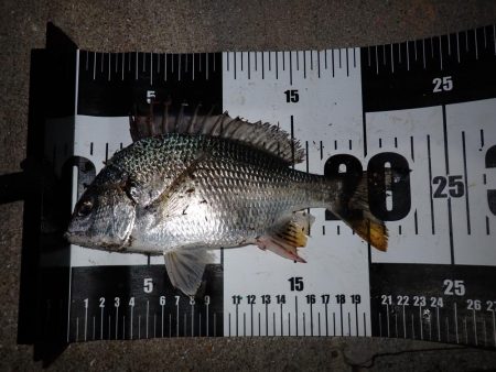 サイズが小さくなってるようで…