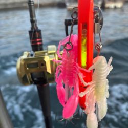 タコ　中型以上がパラパラ