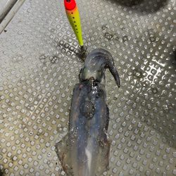 日本海イカメタル