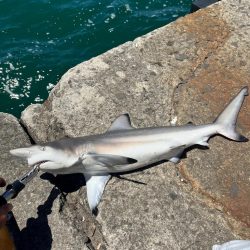 ライトショアジギング