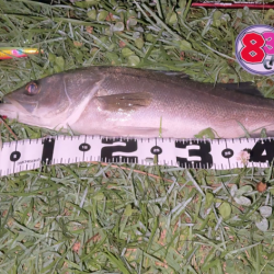 リバーシーバス