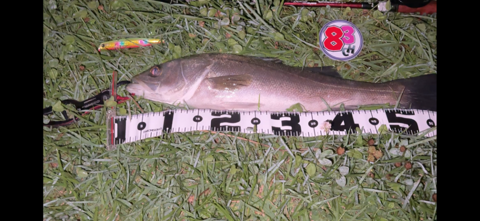 リバーシーバス