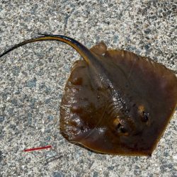 キス釣りリベンジ