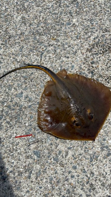 キス釣りリベンジ