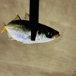 昨日とは大違い