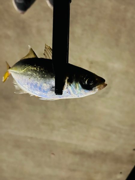 昨日とは大違い