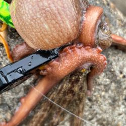 オクトパッシング10