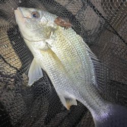 淀川ブリームゲーム