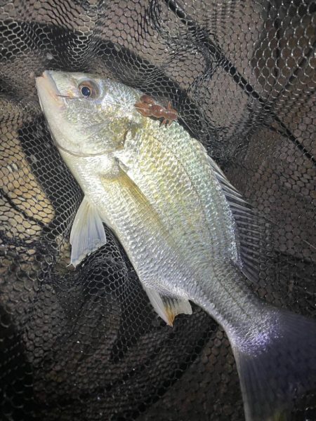 淀川ブリームゲーム