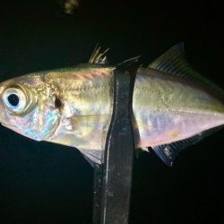 今夜も雨、でも行く！笑