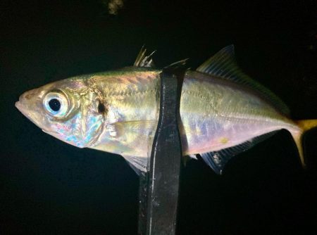 今夜も雨、でも行く！笑