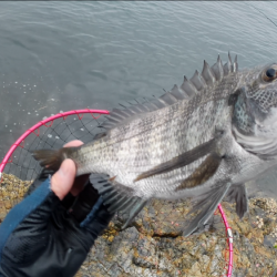 梅雨グレ祭り！