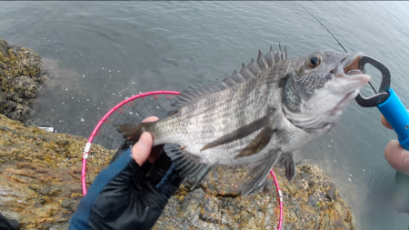 梅雨グレ祭り！