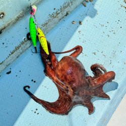 タコ/エギタコ&イカ/イカメタル