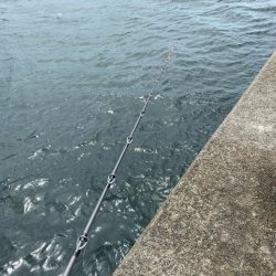 雨の中のタコ釣り