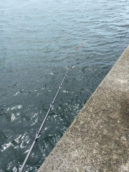 雨の中のタコ釣り