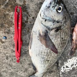 ガシラ、チヌ、セイゴ好調です！