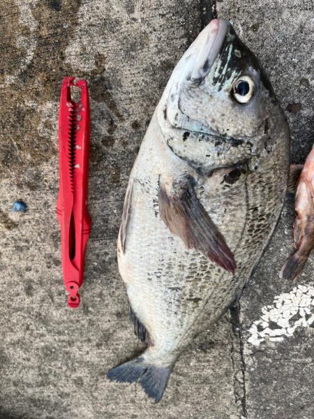 ガシラ、チヌ、セイゴ好調です！