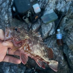 小浜ロックフィッシュ