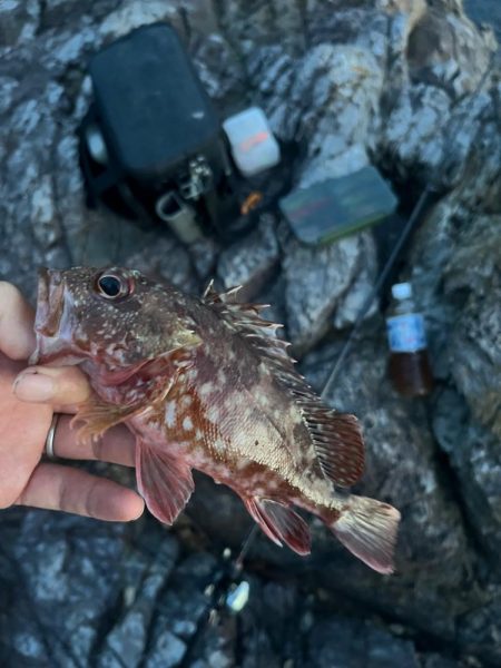 小浜ロックフィッシュ