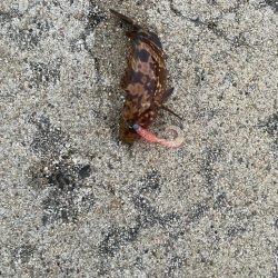 朝マズメの根魚