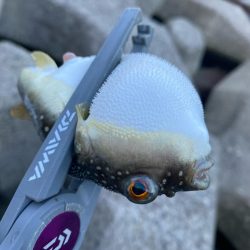 灼熱のキス釣り