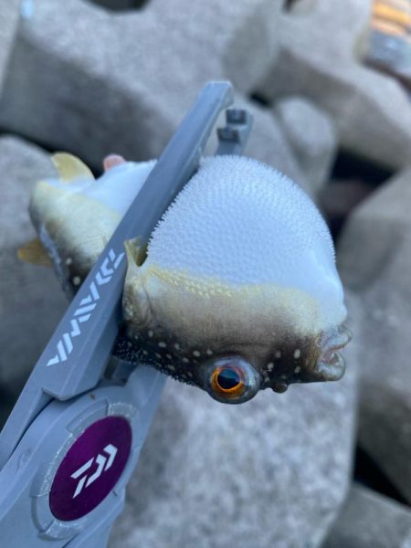 灼熱のキス釣り