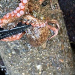 オクトパッシング11