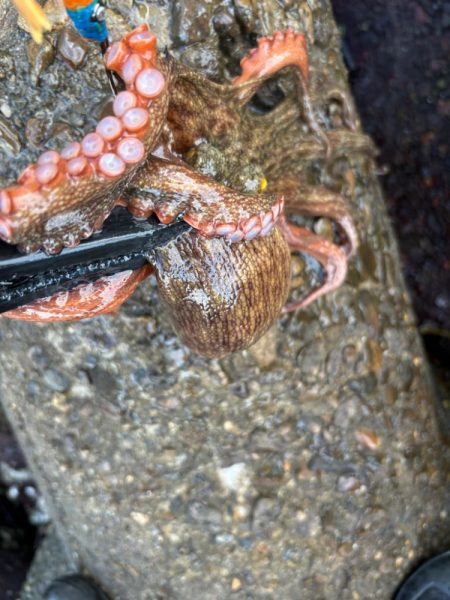 オクトパッシング11