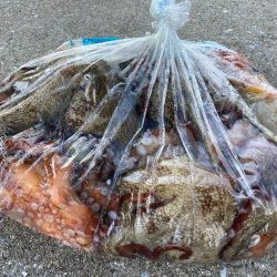 【タコフィネス】アコウ２＋ ガシラ複数 ＋ タコ７